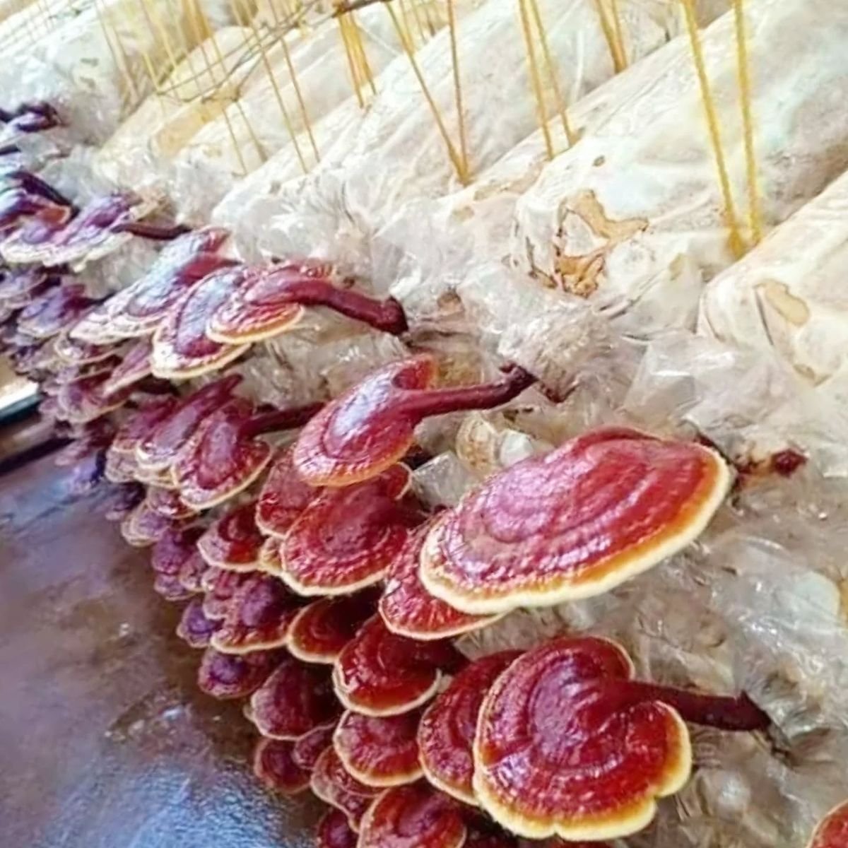 ما هو الفطر الريشي؟