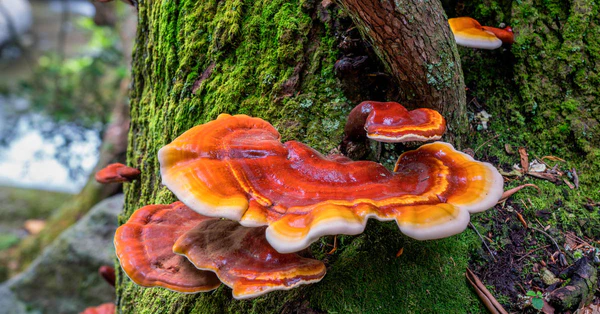 الفطر الريشي GANODERMA